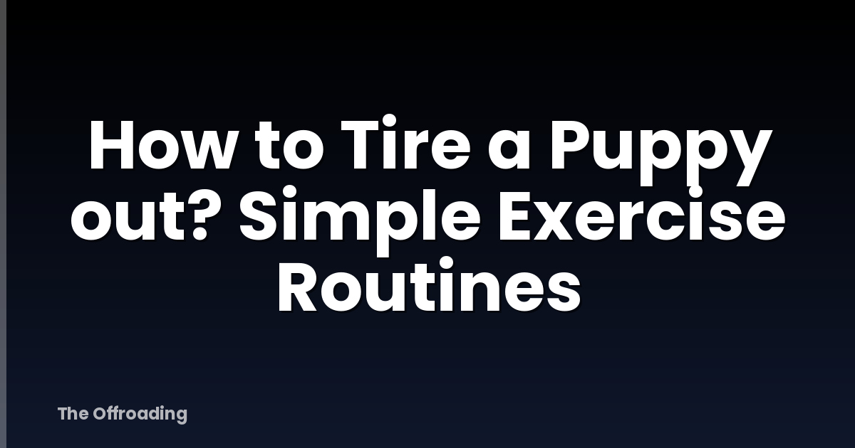 How to Tire a Puppy out? Simple Exercise Routines