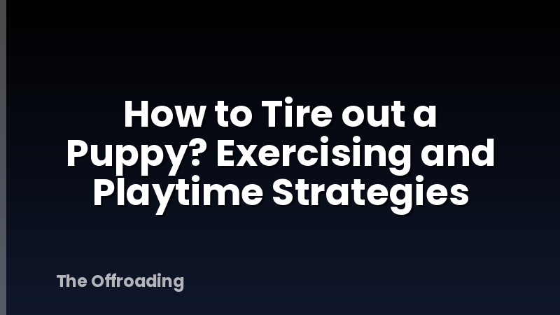How to Tire out a Puppy? Exercising and Playtime Strategies